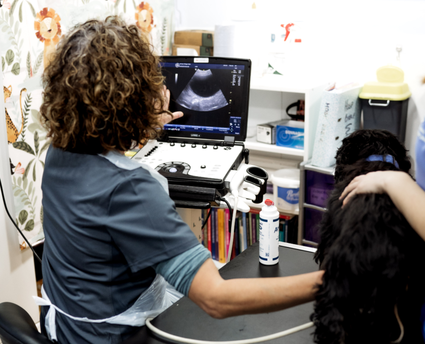 Abdominal Ultrasound
